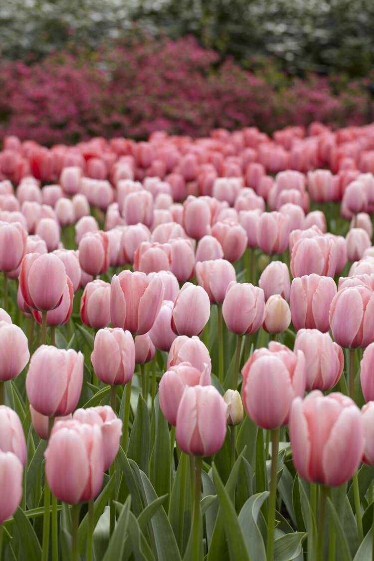 Tulpe 'Salmon Impression'